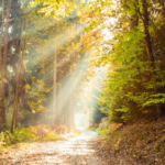 Wich path of recovery from porn addiction?